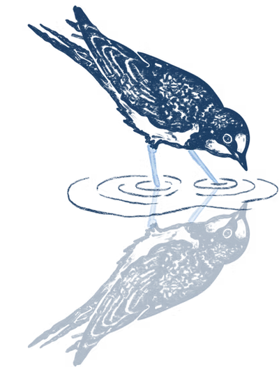 Ilustración de un pájaro bebiendo agua, reflejado
